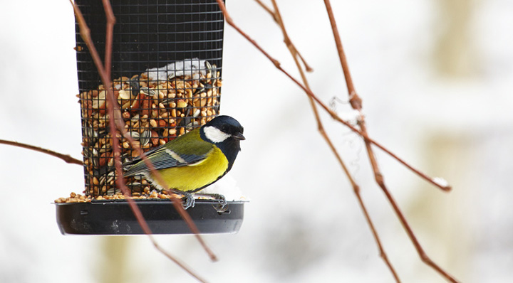 Blog de la Foir'Fouille - Conseil - Bien aider les oiseaux de l'extérieur