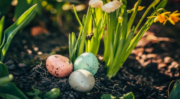 DIY : Planter un œuf cru dans un pot de fleurs