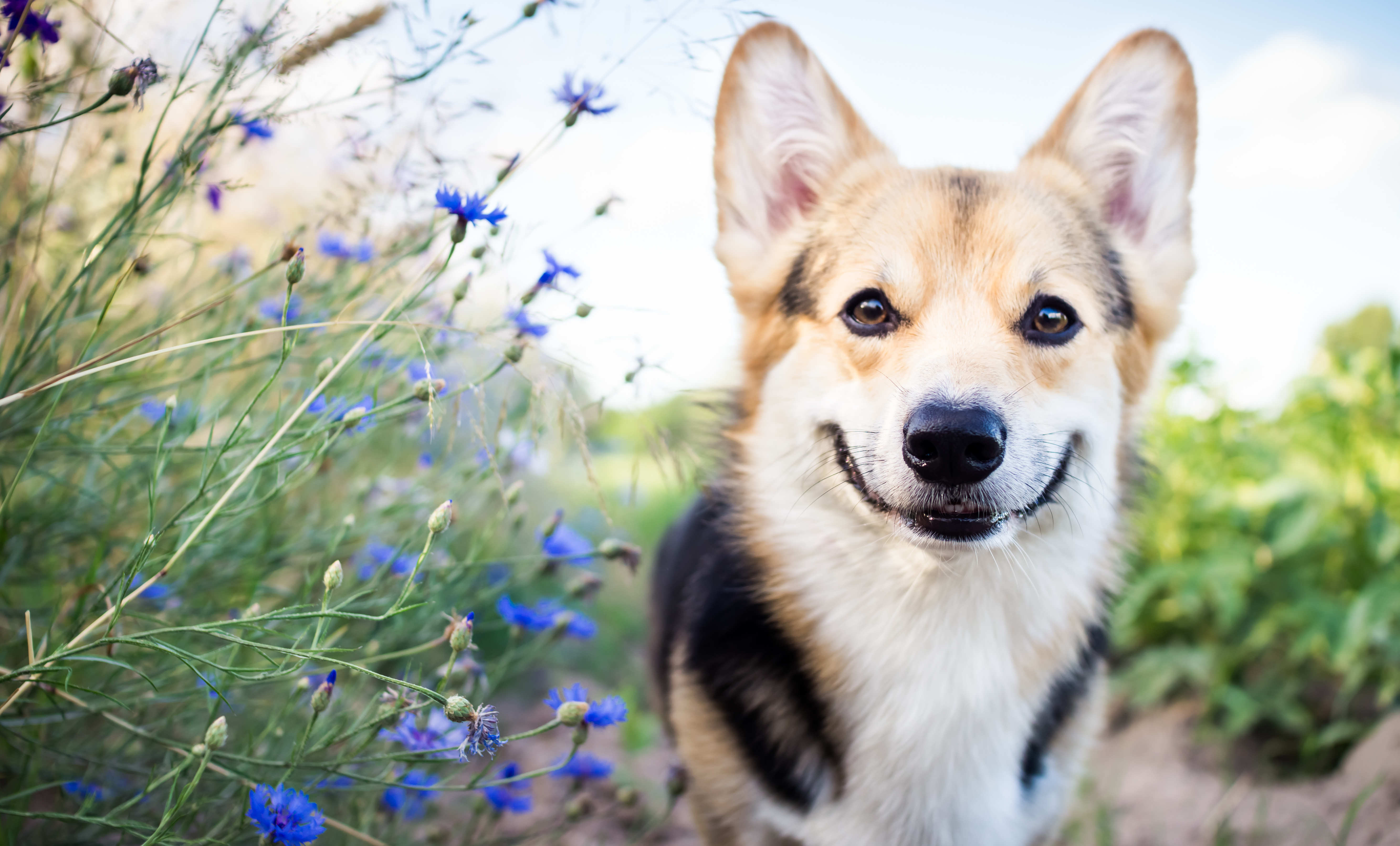 On adore - 4 accessoires pour rafraîchir son chien cet été - Blog La Foir'Fouille