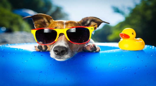 On adore : 4 accessoires pour rafraîchir son chien cet été