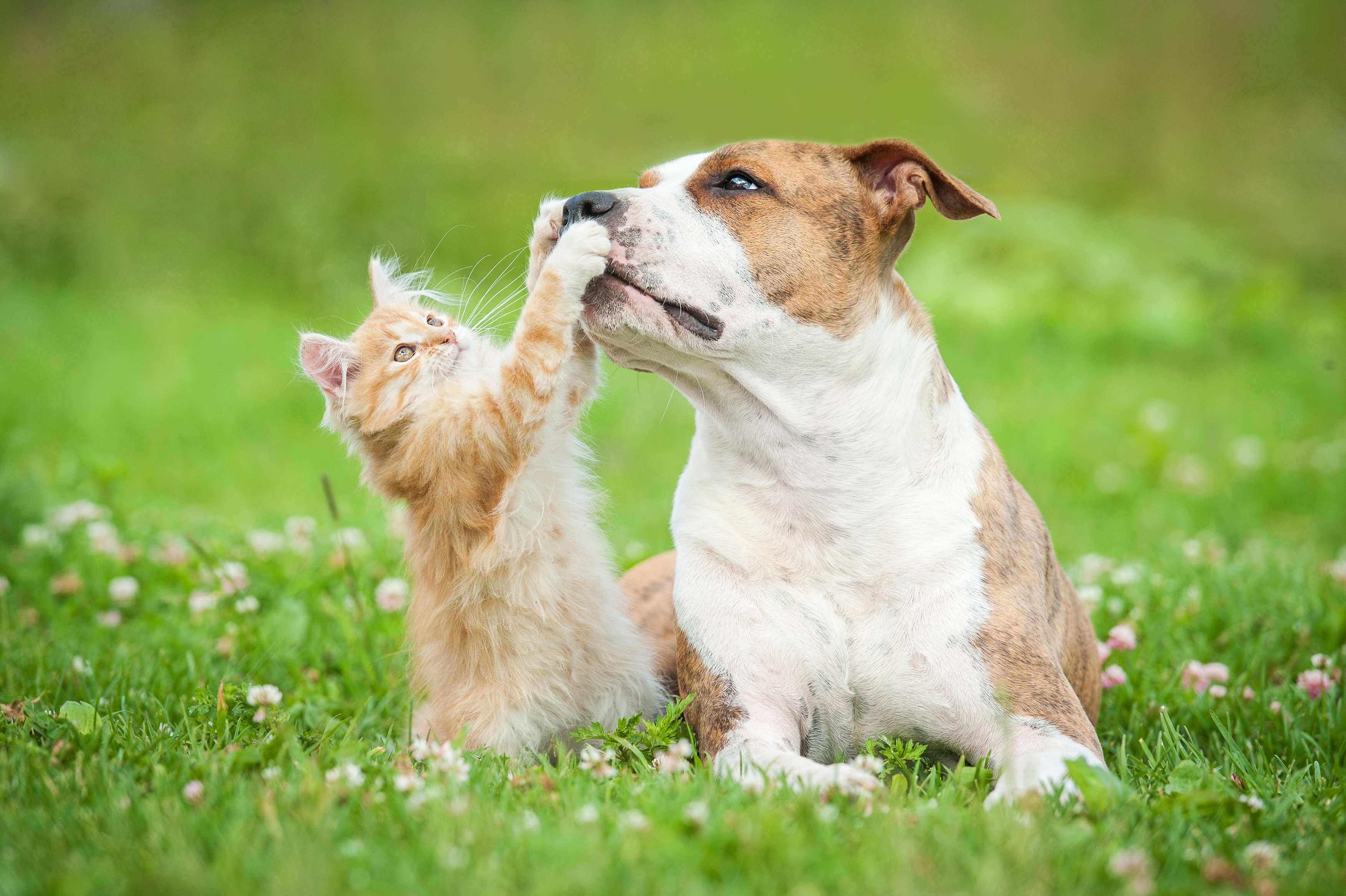 Petting photos. Кошки и собаки. Счастливые животные. Кошка и собака на природе. Счастливые кот и собака.