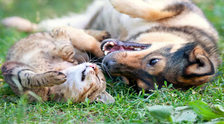 Conseils - Blog La Foir'Fouille - Comment protéger son animal de la chaleur ?