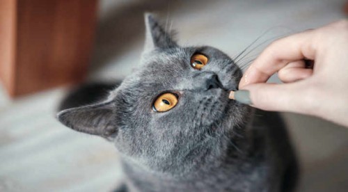 Blog La Foir'Fouille - On adore - 3 recettes de friandises maison pour chat