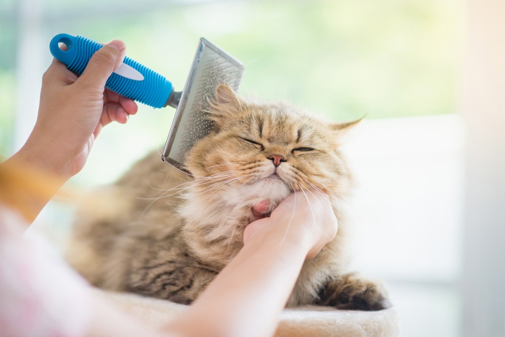 Brushing - On adore - Tout pour gâter le chat-roi !