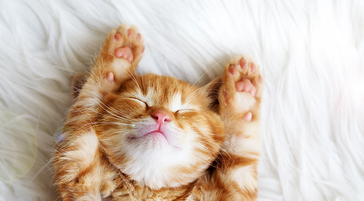 Happy sleep - On adore - Tout pour gâter le chat-roi !