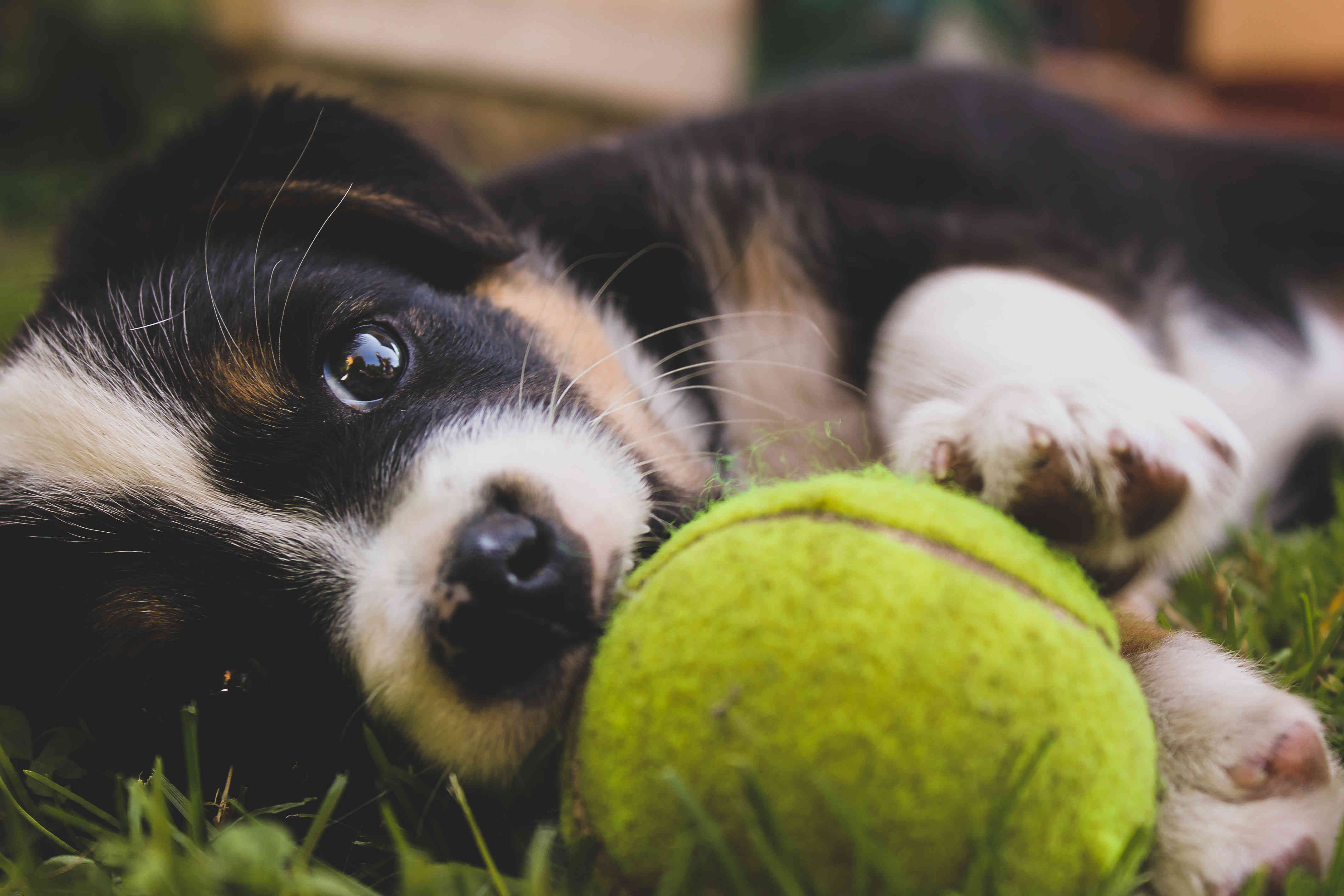 DIY Jeux pour Chiot : 9 façons de jouer avec son jeune chien - Blog