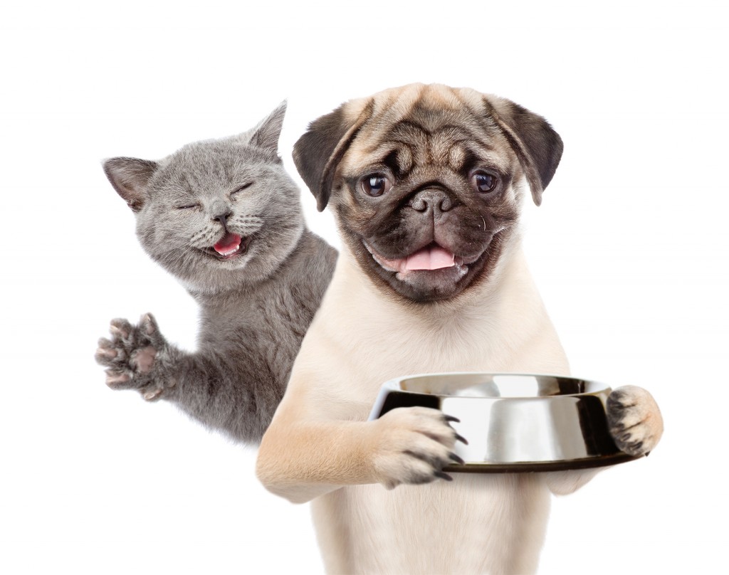 Flappy cat -DIY - Une recette de pâtée vitaminée pour la journée mondiale des animaux !