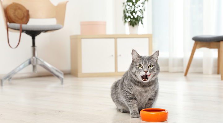 Léo Wyatt - DIY - Une recette de pâtée vitaminée pour la journée mondiale des animaux !