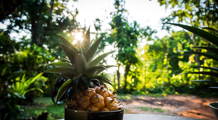 DIY - faire pousser ses ananas maison