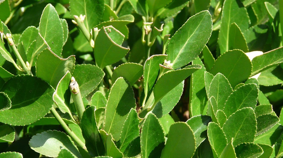 Blog La Foir'Fouille - Top 5 des plantes brise-vue - Conseils