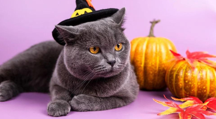 Blog La Foir'Fouille - Comment préparer son animal de compagnie pour Halloween ? - Conseils