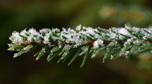 Blog La Foir'Fouille - Quand mettre le sapin de Noël ? - Conseils